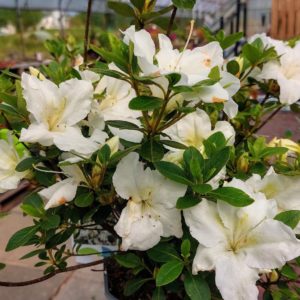 Azalée Japonaise Dorothy Heiden