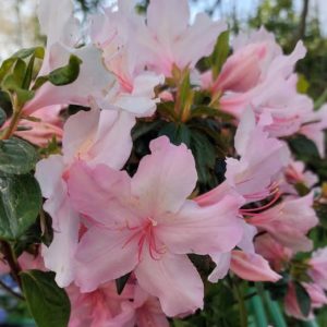 Azalée Japonica Brocéliande Lancelot