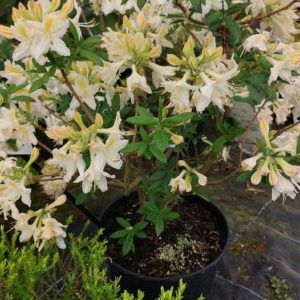 Azalée Mollis Daviesii