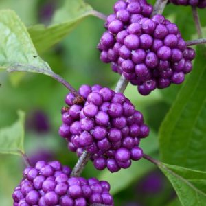 Callicarpa Bodinieri Profusion