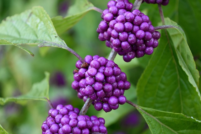 Callicarpa Bodinieri Profusion