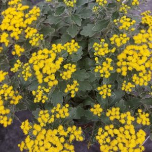 Ajania Pacifica Gold and Silver