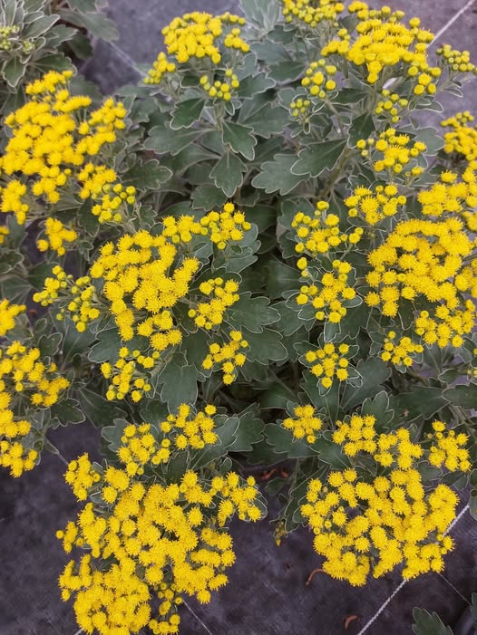 Ajania Pacifica Gold and Silver