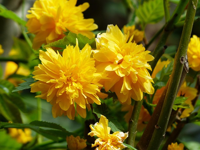 Kerria Japonica Pleniflora – Image 2