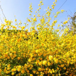 Kerria Japonica Pleniflora
