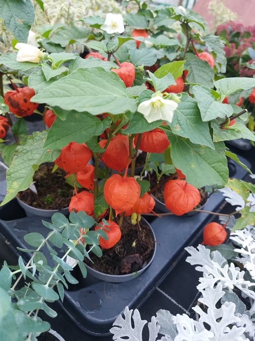 Physalis Alkekengi – Image 2