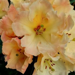 Rhododendron Horizon Monarch
