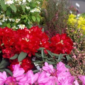 Rhododendron Melville