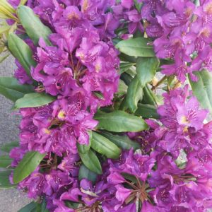 Rhododendron Marcel Ménard