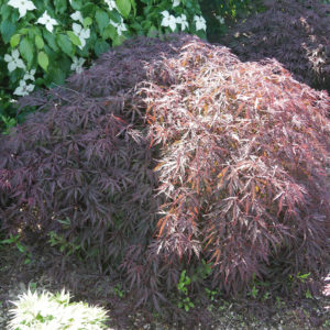 Acer Palmatum Garnet