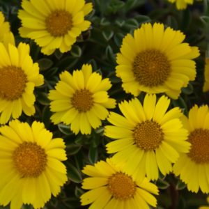 Astericus Golden Dollars