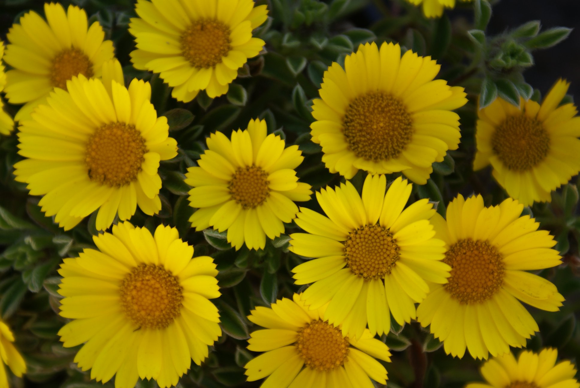 Astericus Golden Dollars