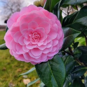Camelia Japonica Nuccio’s Cameo