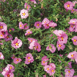 Cistus Purpureus