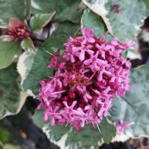 Clerodendron Bungei Pink Diamond