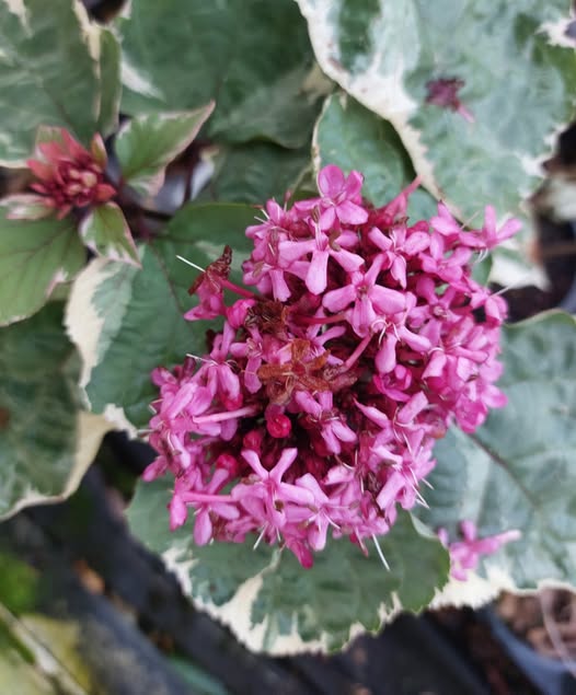 Clerodendron Bungei Pink Diamond