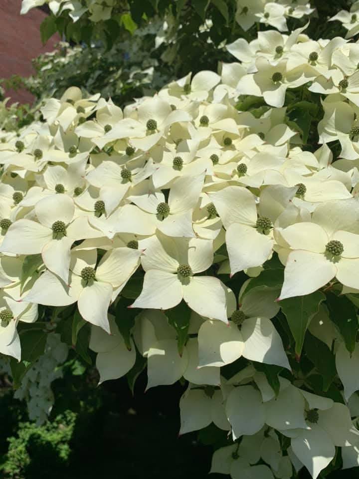 Cornus Kenza Milky Way – Image 2