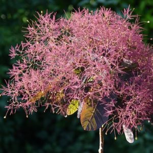 Cotinus Royal Purple