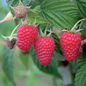 Framboisier Autumn First