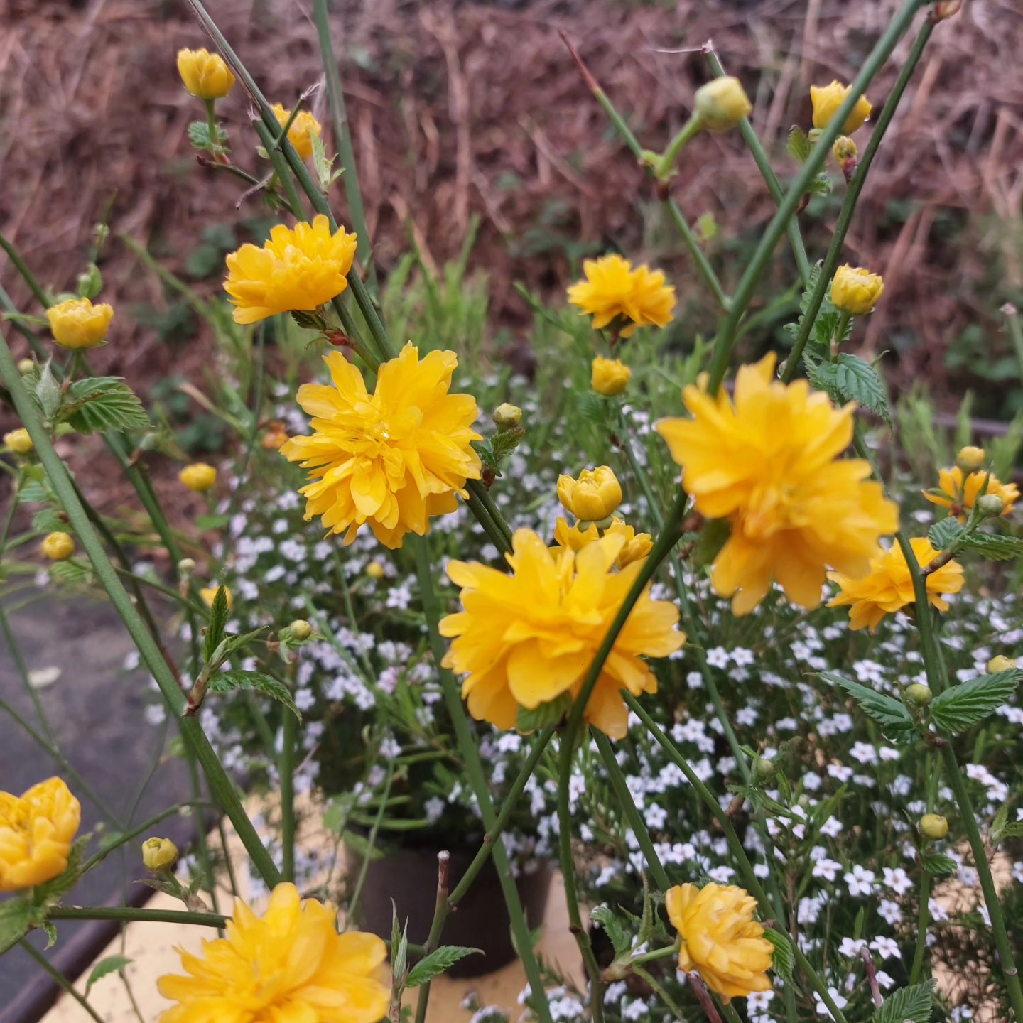 Kerria Japonica Pleniflora – Image 3