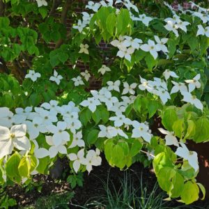 Cornus Kenza Milky Way