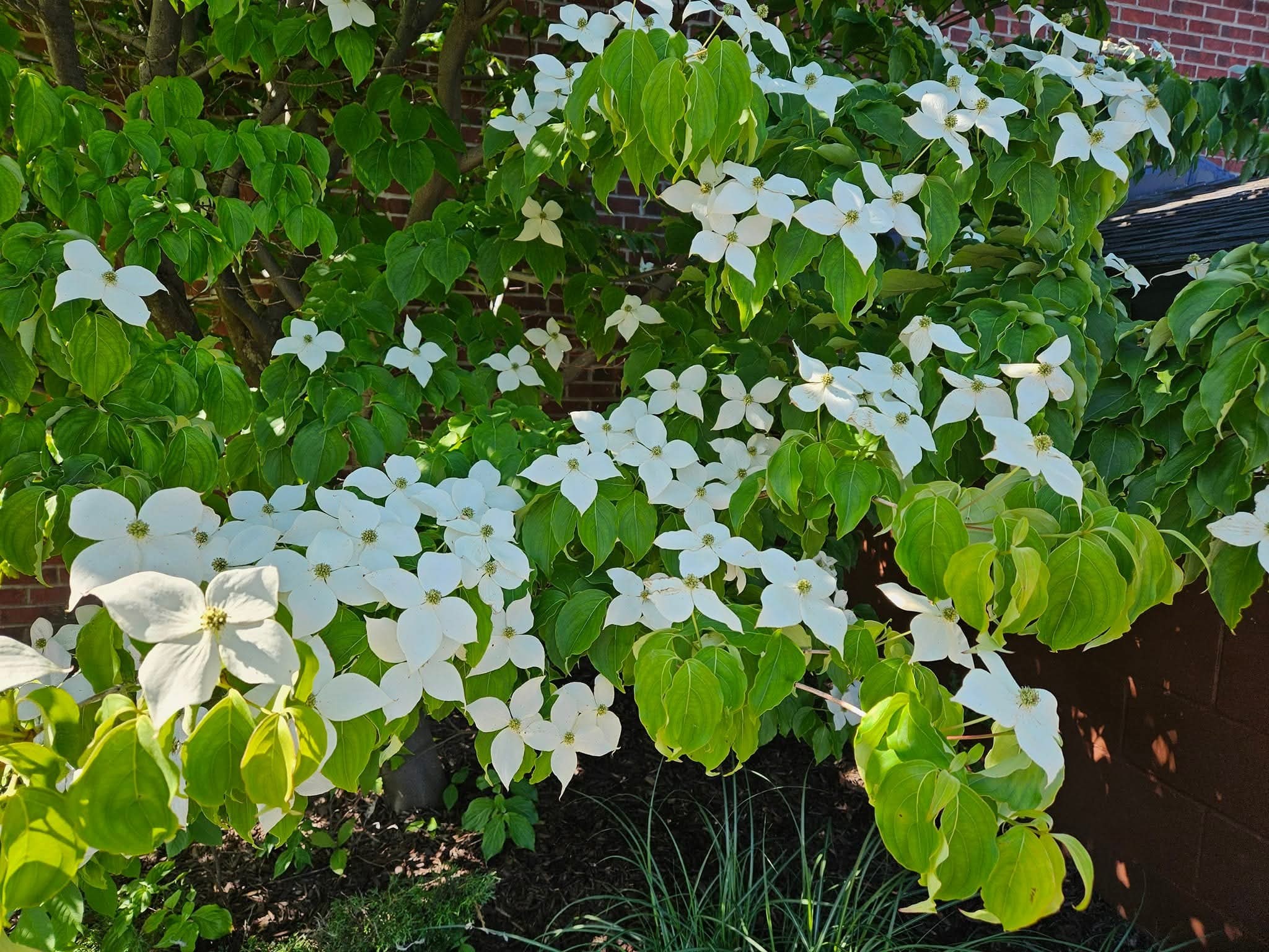 Cornus Kenza Milky Way