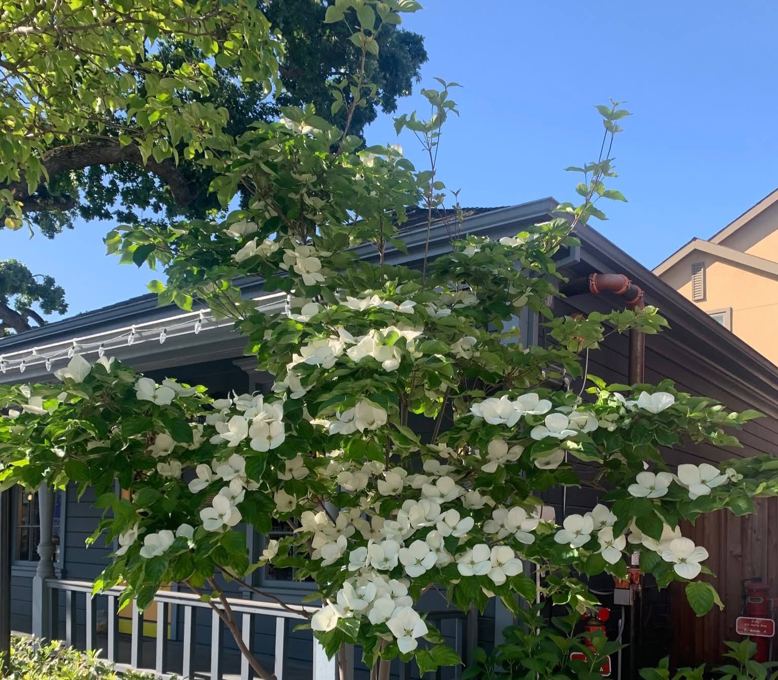 Cornus Kenza Milky Way – Image 3