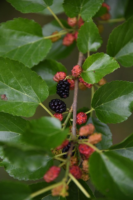 Morus Mojo Berry-Mûrier nain