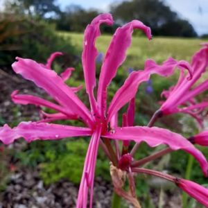 Nerine Bowdenii