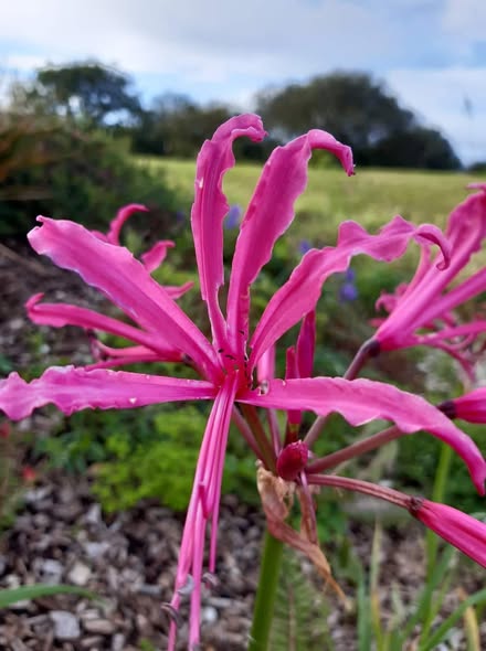Nerine Bowdenii