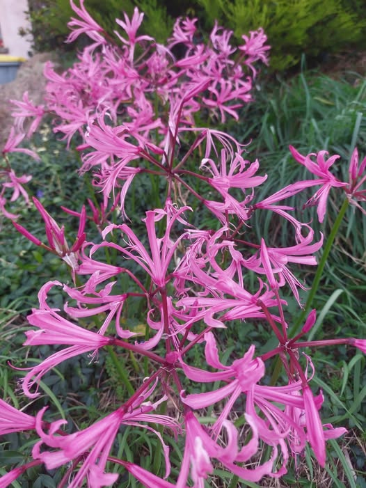 Nerine Bowdenii – Image 2