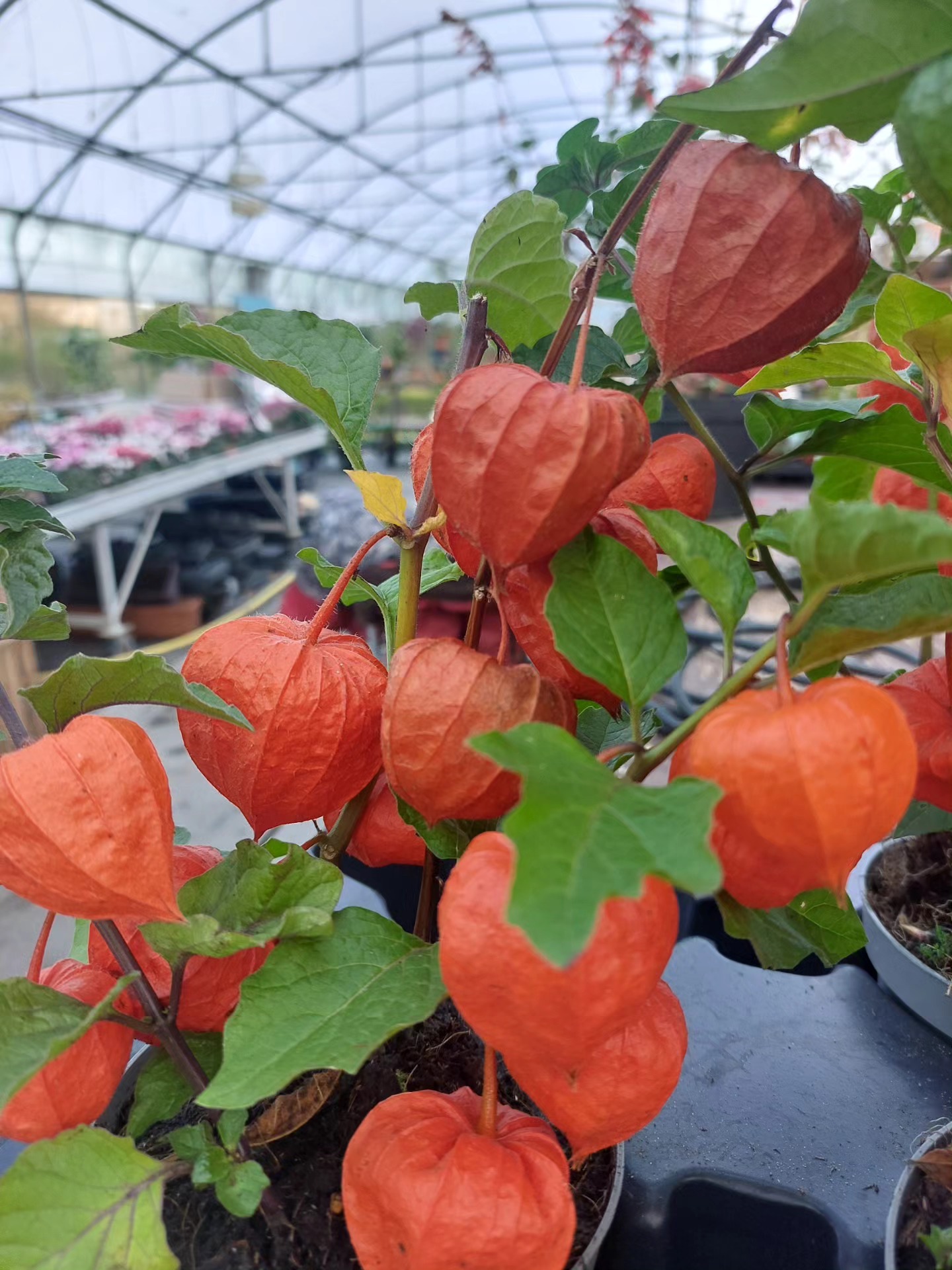 Physalis Alkekengi