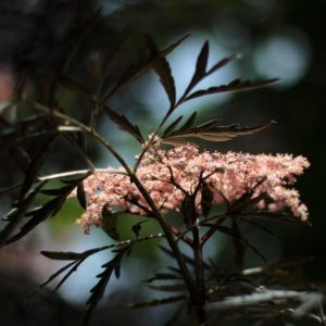 Sambucus Nigra Black Lace
