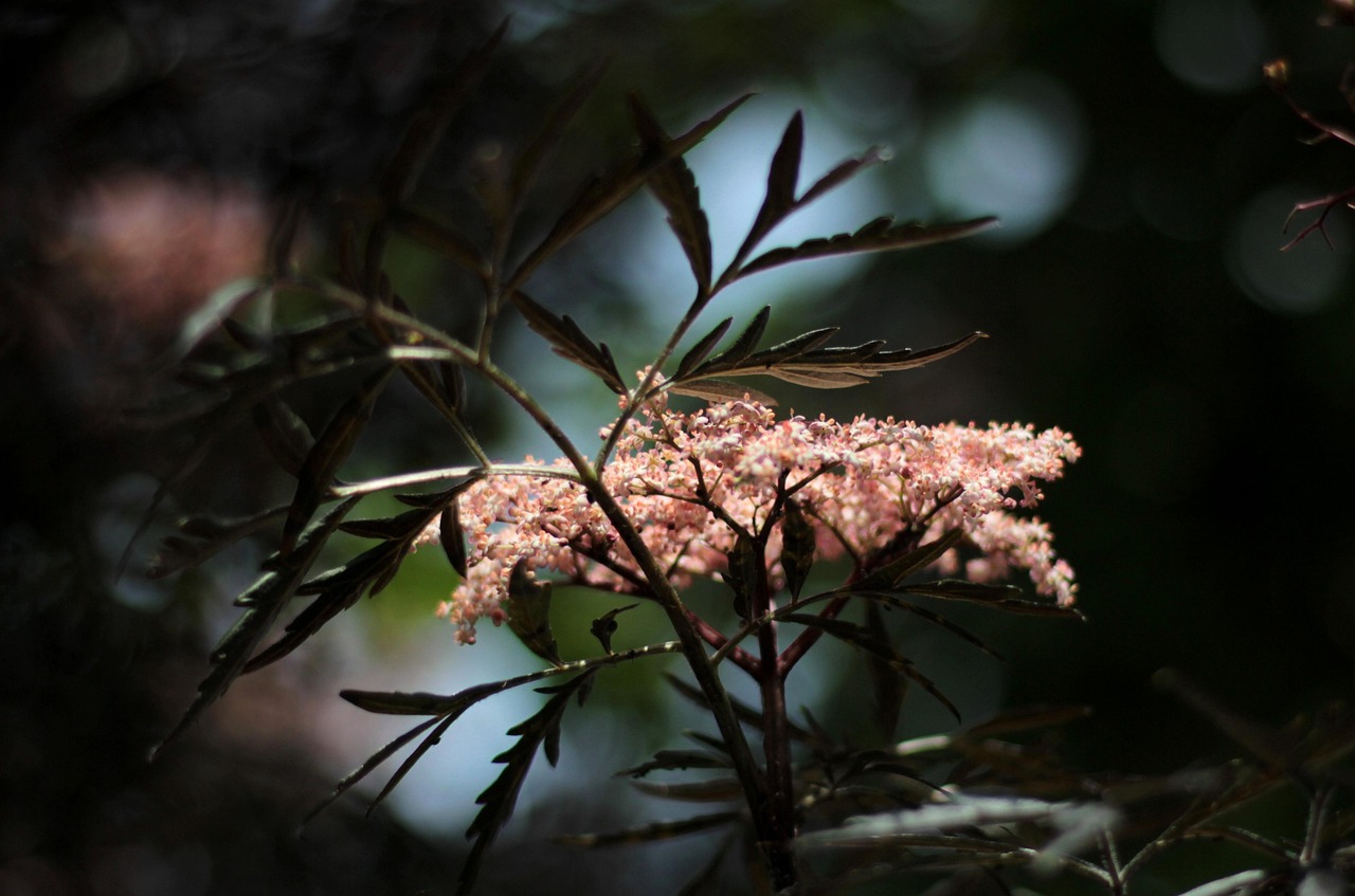 Sambucus Nigra Black Lace