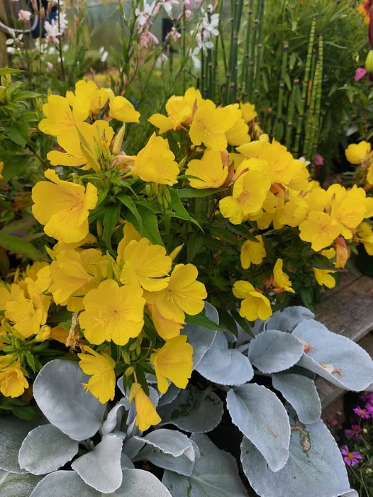 Senecio Angel Wings – Image 2