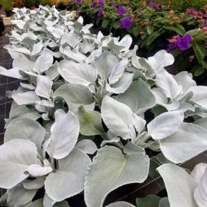 Senecio Angel Wings