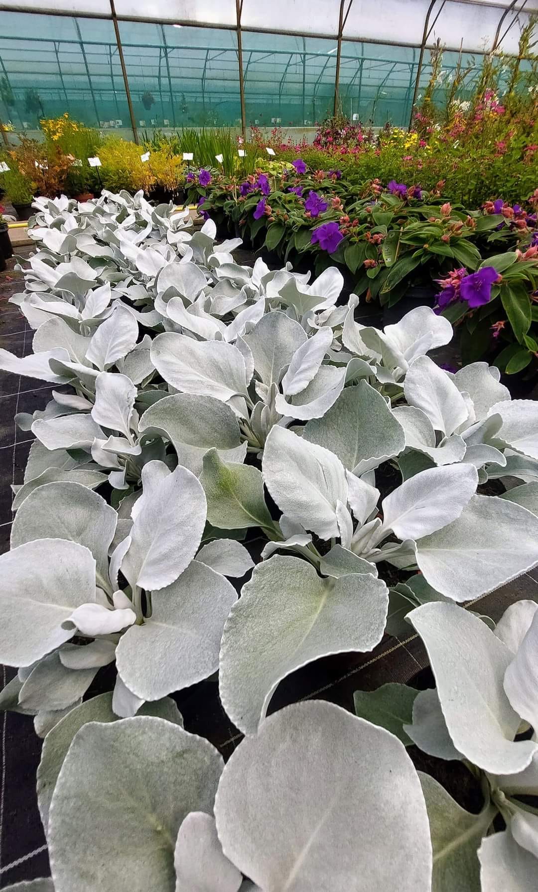 Senecio Angel Wings