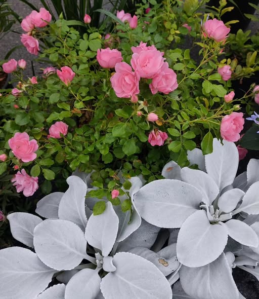 Senecio Angel Wings – Image 3