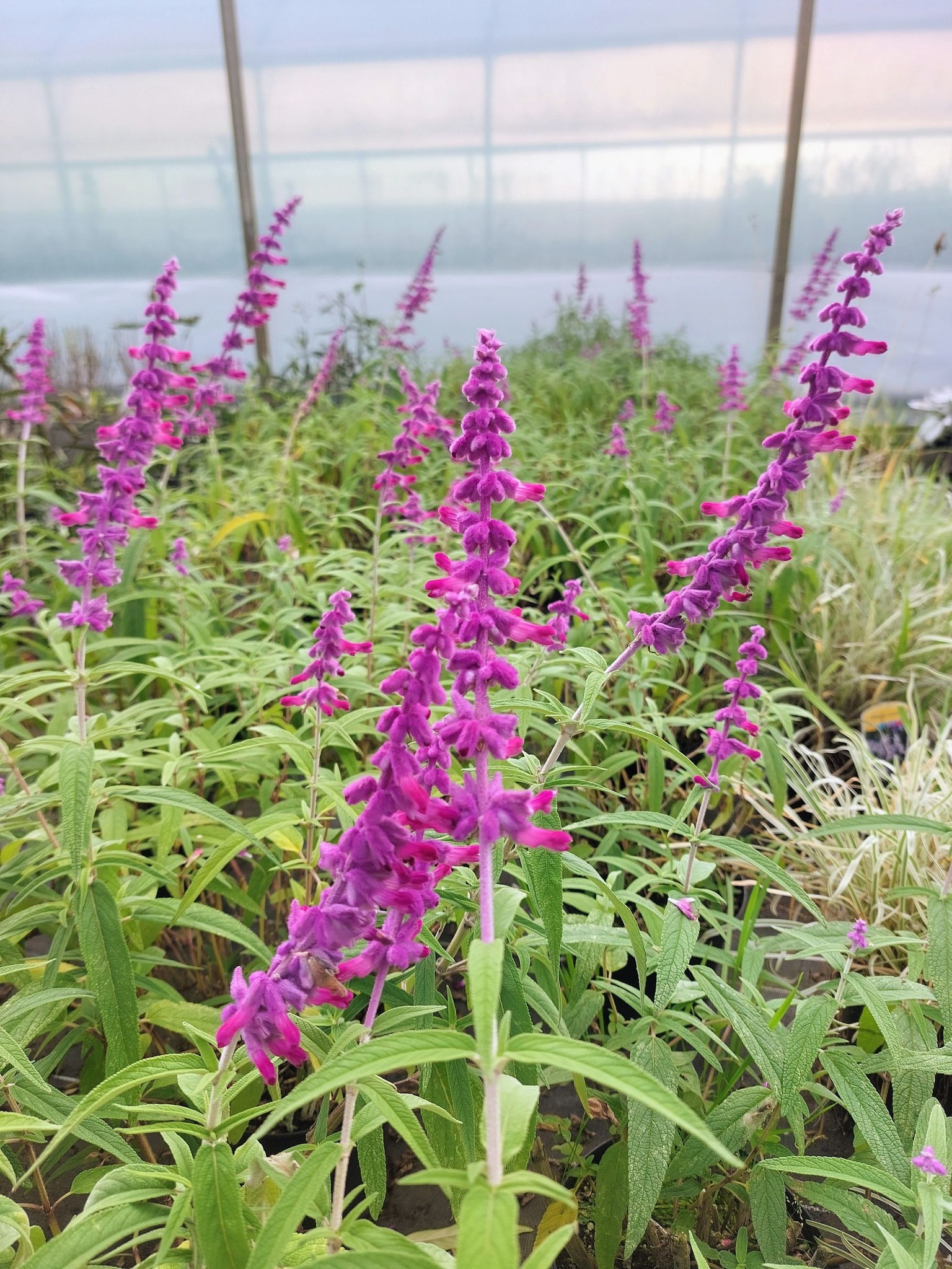 Salvia Leucantha – Image 2
