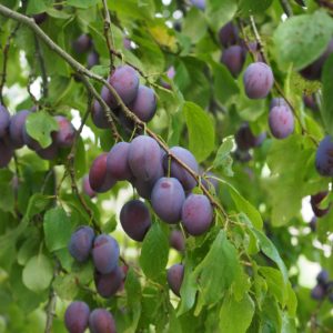 Prunier Quetsche d'Alsace