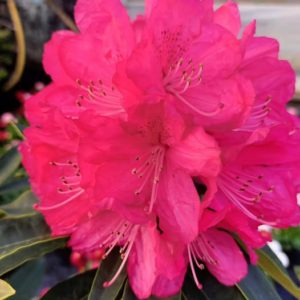 Rhododendron  Fenbeyum