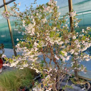 Prunus Kojo-No-Mai
