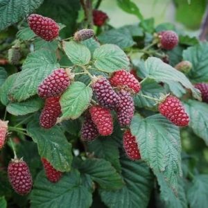 Mûrier Framboisier Tayberry