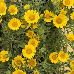 Astericus Golden Dollars