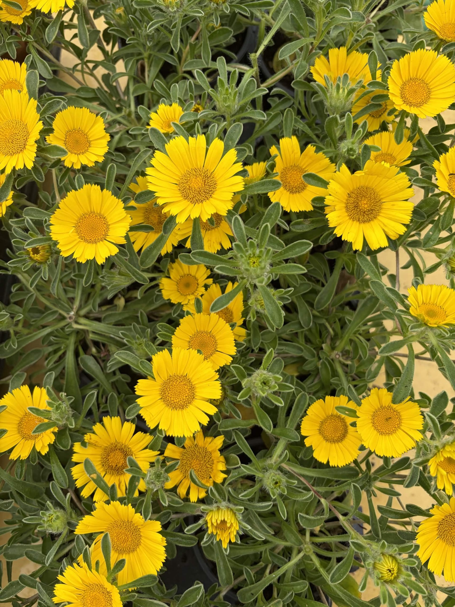 Astericus Golden Dollars