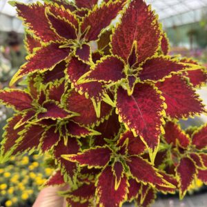 Coleus Sky Fire