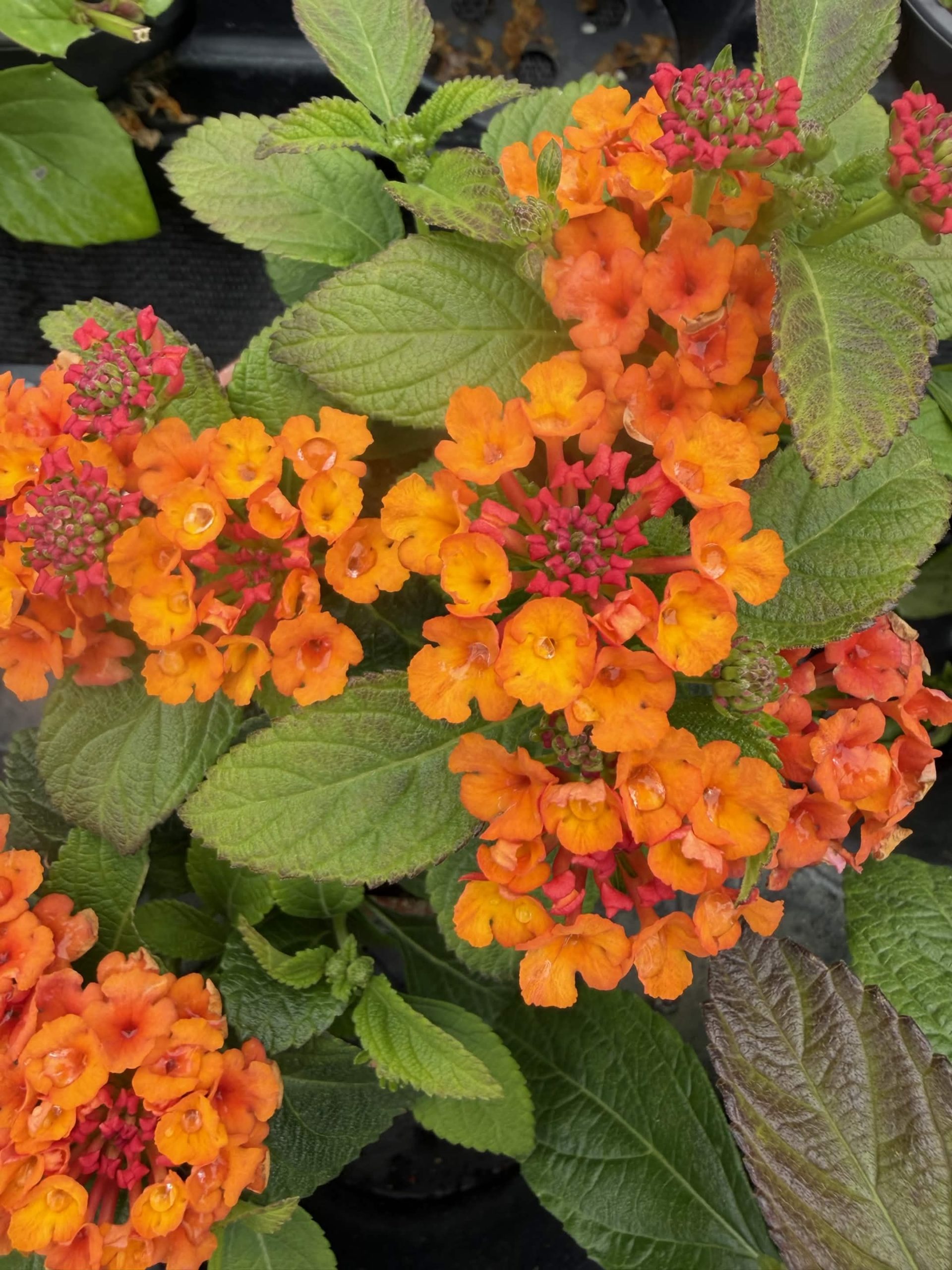 Lantana Gem Ruby – Image 2