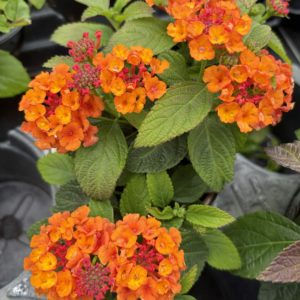 Lantana Gem Ruby