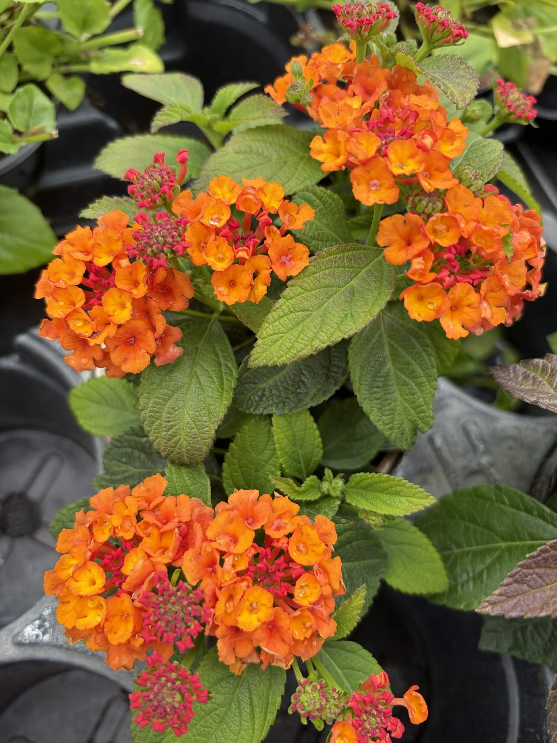 Lantana Gem Ruby