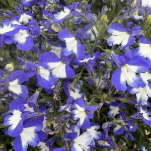 Lobelia Africo Shine